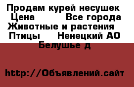 Продам курей несушек › Цена ­ 350 - Все города Животные и растения » Птицы   . Ненецкий АО,Белушье д.